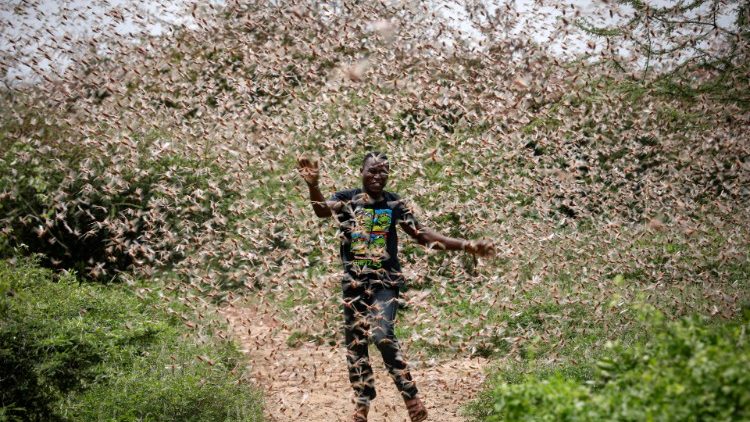 East African locust invasion reaches Kenya